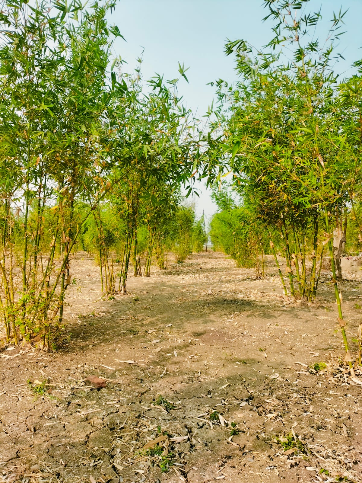 ग्रामपंचायत****